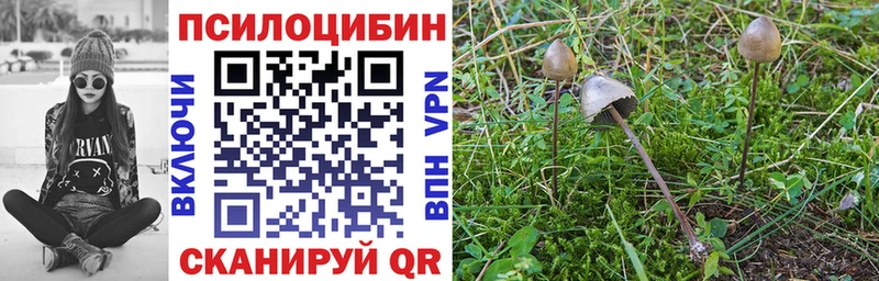 Псилоцибиновые грибы прущие грибы  купить наркотики сайты  Алатырь 
