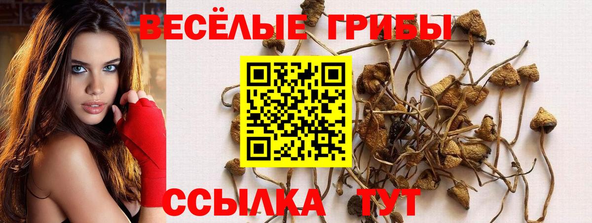 Алатырь  Псилоцибиновые грибы Cubensis  Вход с VPN 